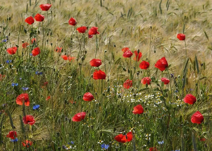 Vakantiehuis In Idylischer Lage By Interhome *